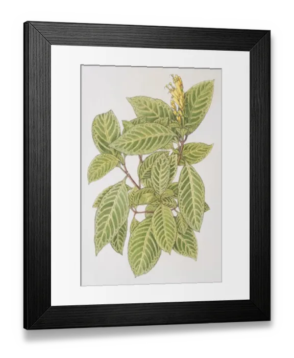 Framed Print : Acanthaceae, sanchezia speciosa, leafy plant with yellow flowerhead Framed Print : Acanthaceae, sanchezia speciosa, leafy plant with yellow flowerhead