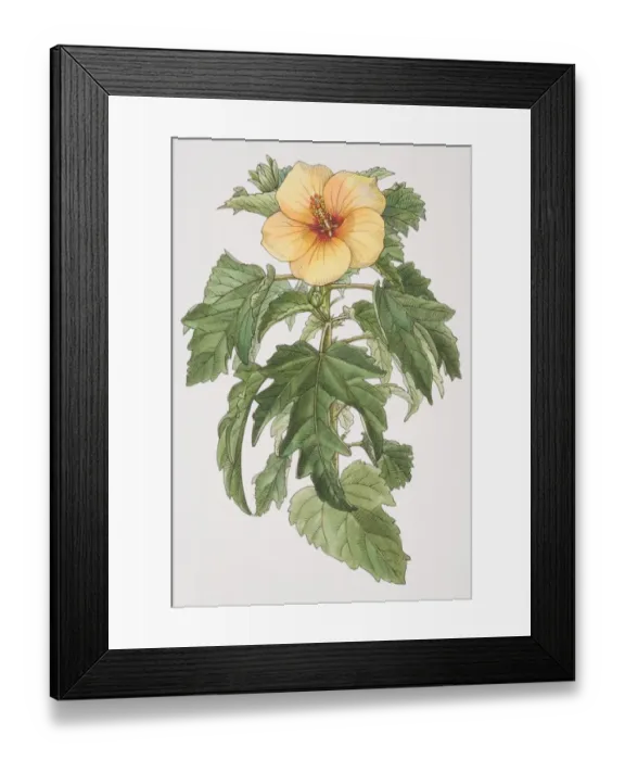 Framed Print : Hibiscus plant with yellow flower, front view