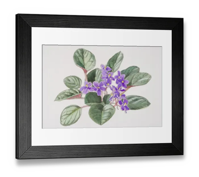 Framed Print : Saintpaulia, African Violet with purple flowers, elevated view Framed Print : Saintpaulia, African Violet with purple flowers, elevated view