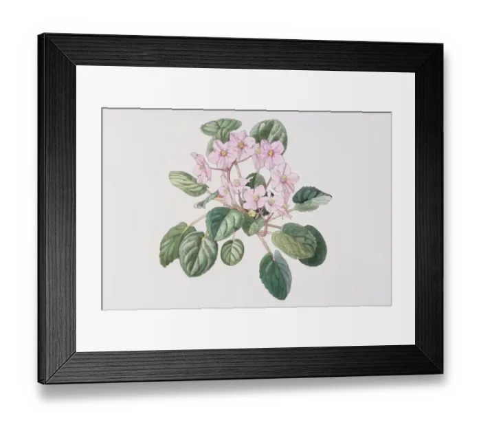 Framed Print : Saintpaulia, African Violet with pink flowers, elevated view