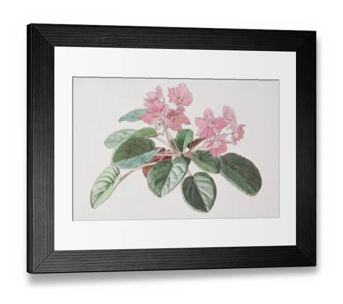 Framed Print : Saintpaulia, African Violet with pink flowers Framed Print : Saintpaulia, African Violet with pink flowers
