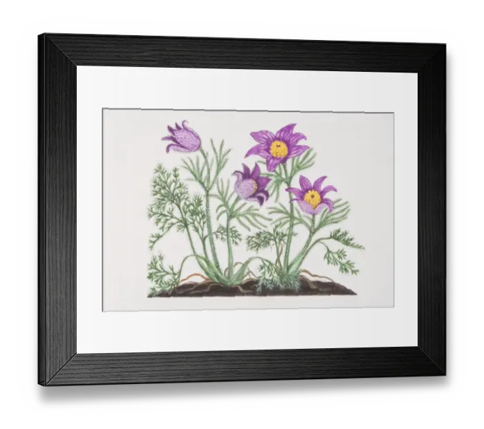Framed Print : Pulsatilla vulgaris, Pasque Flowers growing in soil Framed Print : Pulsatilla vulgaris, Pasque Flowers growing in soil