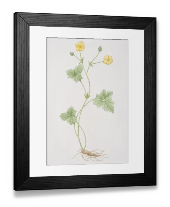 Framed Print : Ranunculus, Buttercup or Crowfoot stalk Framed Print : Ranunculus, Buttercup or Crowfoot stalk
