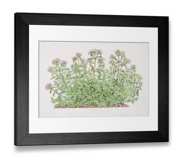 Framed Print : Origanum onites, Pot Marjoram or Oregano, flowering shrub Framed Print : Origanum onites, Pot Marjoram or Oregano, flowering shrub
