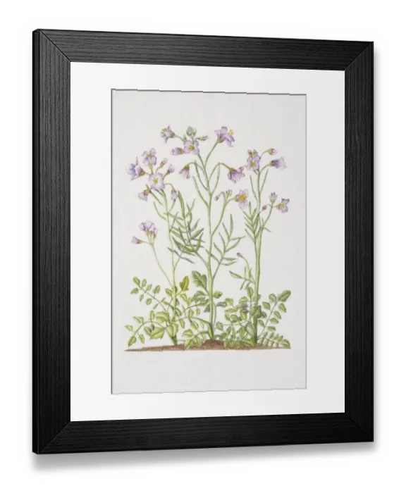 Framed Print : Cardamine pratensis, Cuckoo Flower or Ladys Smock, flowering plants in soil Framed Print : Cardamine pratensis, Cuckoo Flower or Ladys Smock, flowering plants in soil