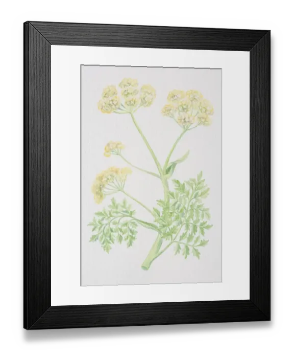Framed Print : Ferula assafoetida, Giant Fennel, flowering stalk