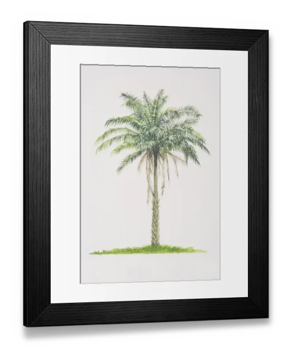 Framed Print : Elaeis guineensis, African Oil Palm tree Framed Print : Elaeis guineensis, African Oil Palm tree