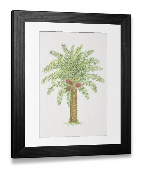 Framed Print : Elaeis guineensis, African Oil Palm tree Framed Print : Elaeis guineensis, African Oil Palm tree