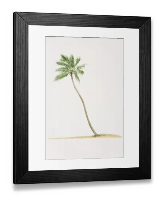 Framed Print : Cocos nucifera, Coconut Palm tree with trunk growing diagonally out of ground Framed Print : Cocos nucifera, Coconut Palm tree with trunk growing diagonally out of ground