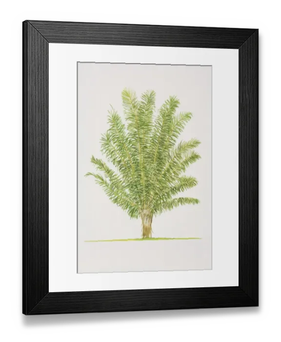 Framed Print : Arenga pinnata, Sugar Palm tree, side view Framed Print : Arenga pinnata, Sugar Palm tree, side view
