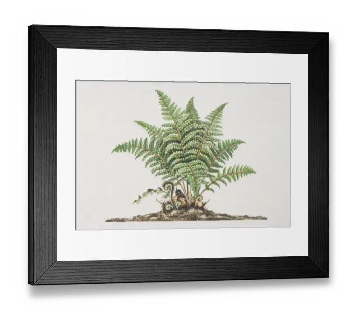 Framed Print : Dryopteris filix-mas, Male Fern growing in soil Framed Print : Dryopteris filix-mas, Male Fern growing in soil