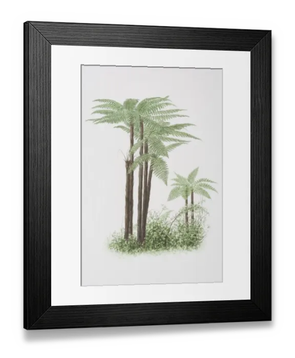 Framed Print : Cyathea sp. Tree Ferns Framed Print : Cyathea sp. Tree Ferns