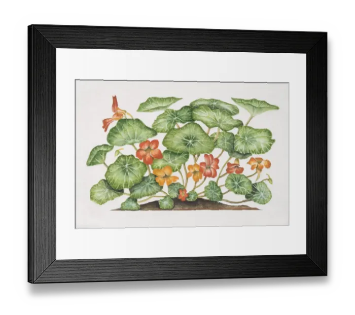 Framed Print : Tropaeolum majus, Nasturtium or Indian Cress, flowering plant Framed Print : Tropaeolum majus, Nasturtium or Indian Cress, flowering plant