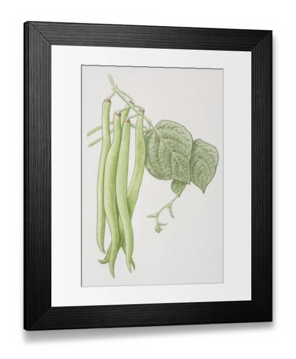 Framed Print : Phaseolus vulgaris, French Bean, green pods on plant