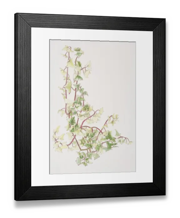 Framed Print : Senecio macroglossus Variegatus, Cape Ivy or Natal Ivy or Wax Vine