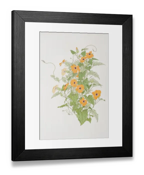 Framed Print : Thunbergia alata, Black-eyed Susan plant, front view Framed Print : Thunbergia alata, Black-eyed Susan plant, front view