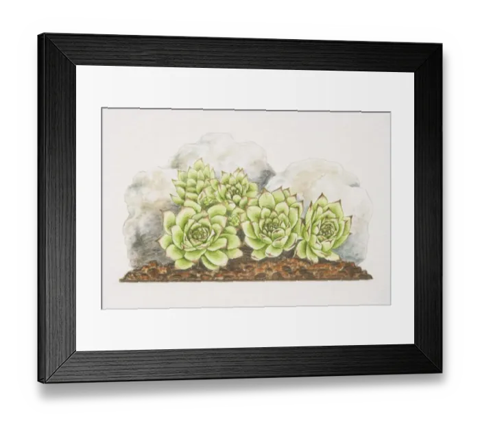 Framed Print : Sempervivum tectorum, Common Houseleek rosettes growing between rocks Framed Print : Sempervivum tectorum, Common Houseleek rosettes growing between rocks