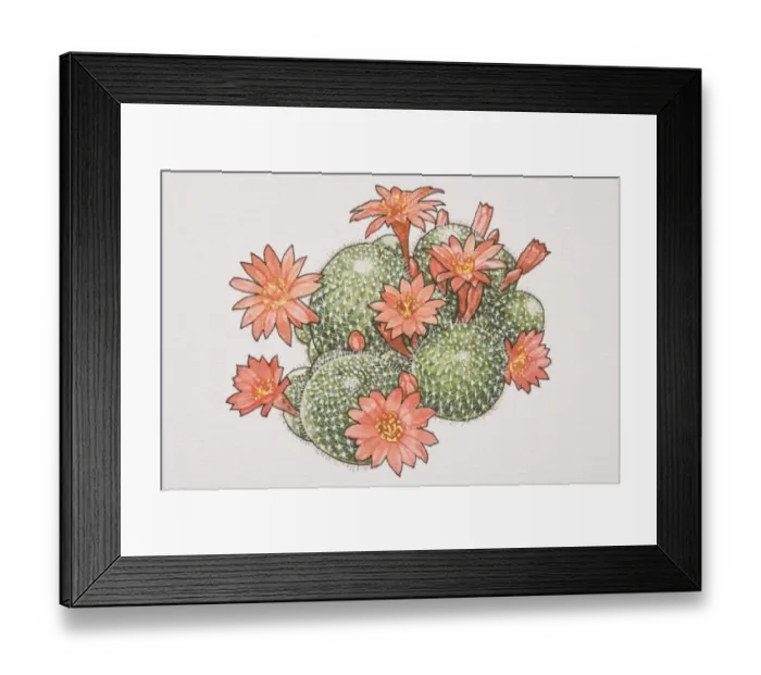 Framed Print : Rebutia calliantha, flowering Crown Cactus, view from above
