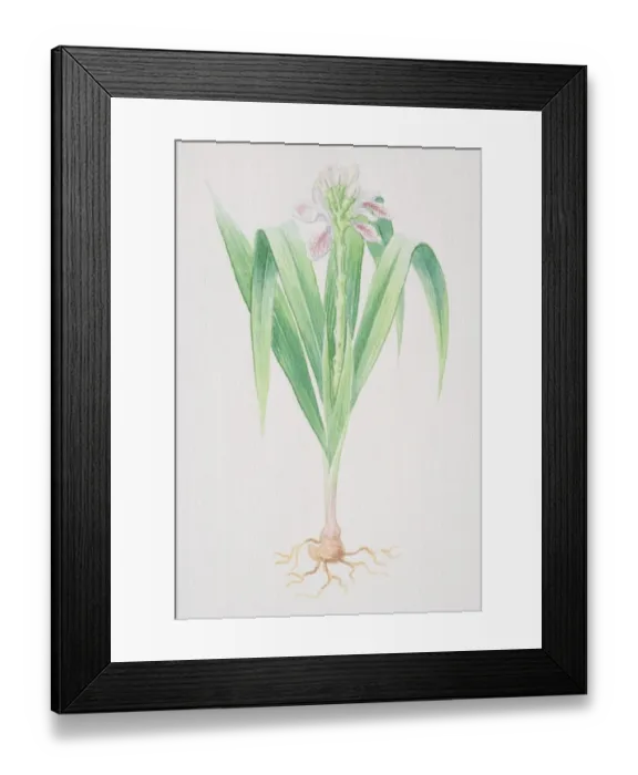 Framed Print : Galangal, Thai Ginger plant with pink flower