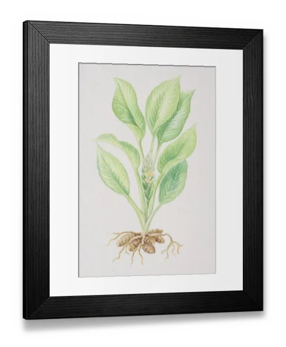 Framed Print : Curcuma longa, Turmeric plant and roots growing from bulbs, side view