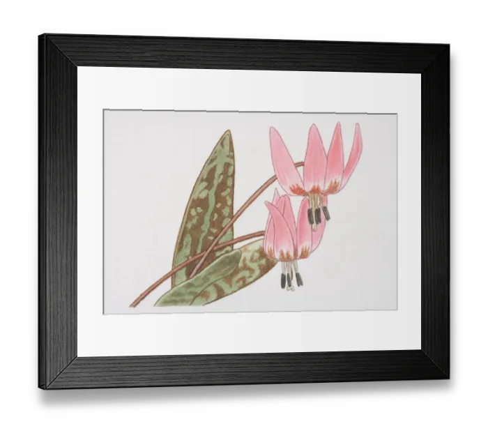 Framed Print : Erythronium, Dog s-tooth Violet flowerheads Framed Print : Erythronium, Dog s-tooth Violet flowerheads