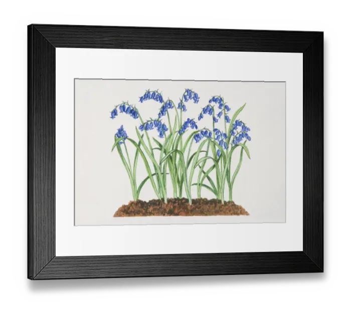 Framed Print : Hyacinthoides non-scripta, Bluebells growing in soil Framed Print : Hyacinthoides non-scripta, Bluebells growing in soil