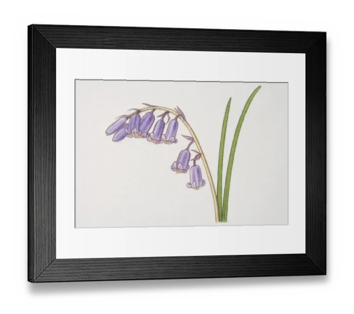 Framed Print : Hyacinthoides non-scripta, Bluebell, side view Framed Print : Hyacinthoides non-scripta, Bluebell, side view