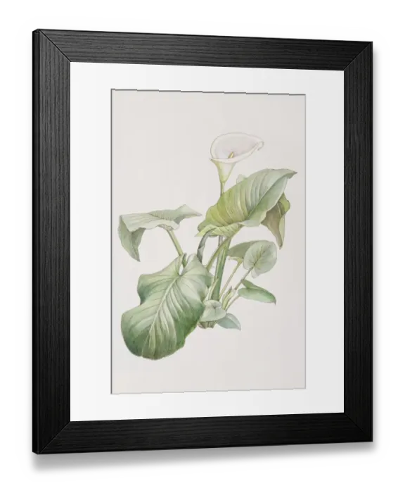 Framed Print : Zantedeschia sp. Arum Lily plant