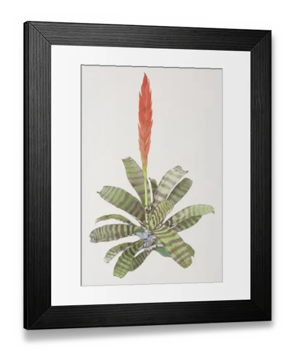 Framed Print : Vriesea splendens, Flaming Sword plant