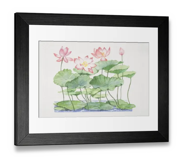 Framed Print : Nelumbo nucifera, Sacred Lotus, plant leaves floating on water surface and raised amongst open flowers Framed Print : Nelumbo nucifera, Sacred Lotus, plant leaves floating on water surface and raised amongst open flowers