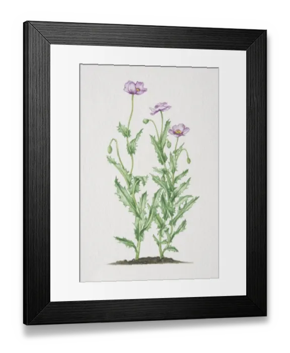 Framed Print : Papaver somniferum, flowering Opium Poppy plants in soil Framed Print : Papaver somniferum, flowering Opium Poppy plants in soil