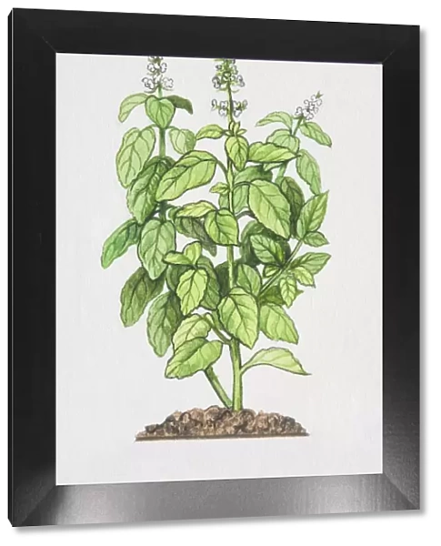 Ocimum basilicum, Sweet Basil plant growing in soil