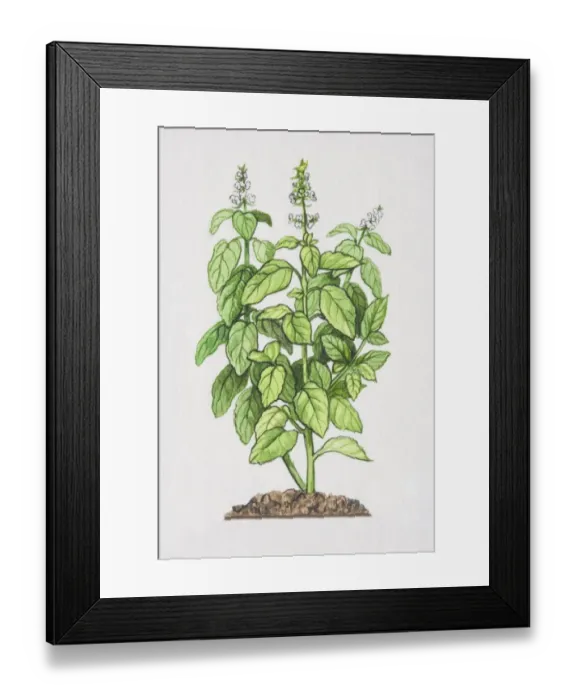 Framed Print : Ocimum basilicum, Sweet Basil plant growing in soil Framed Print : Ocimum basilicum, Sweet Basil plant growing in soil