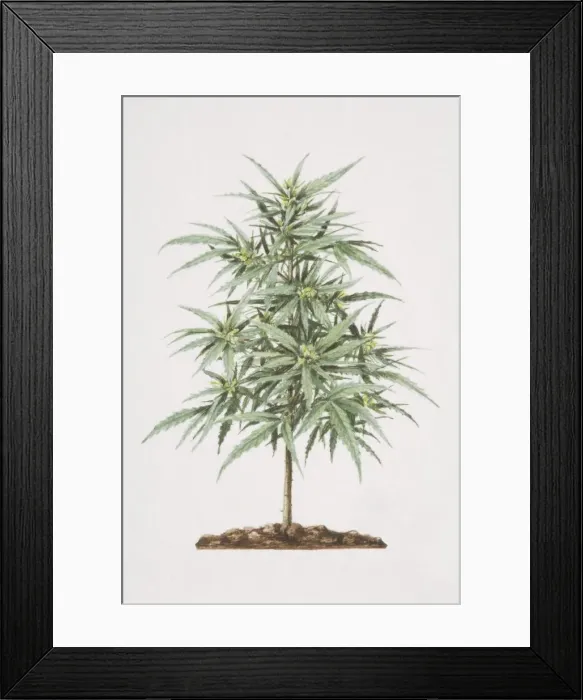 Framed Print : Cannabis sativa, Cannabis plant growing in soil Framed Print : Cannabis sativa, Cannabis plant growing in soil