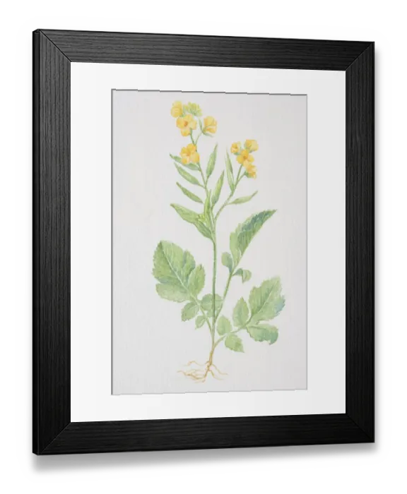 Framed Print : Brassica hirta, Mustard, flowering plant Framed Print : Brassica hirta, Mustard, flowering plant