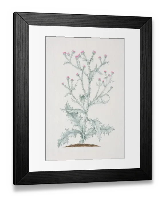 Framed Print : Onopordum acanthium, Cotton Thistle or Scotch Thistle plant growing in soil Framed Print : Onopordum acanthium, Cotton Thistle or Scotch Thistle plant growing in soil