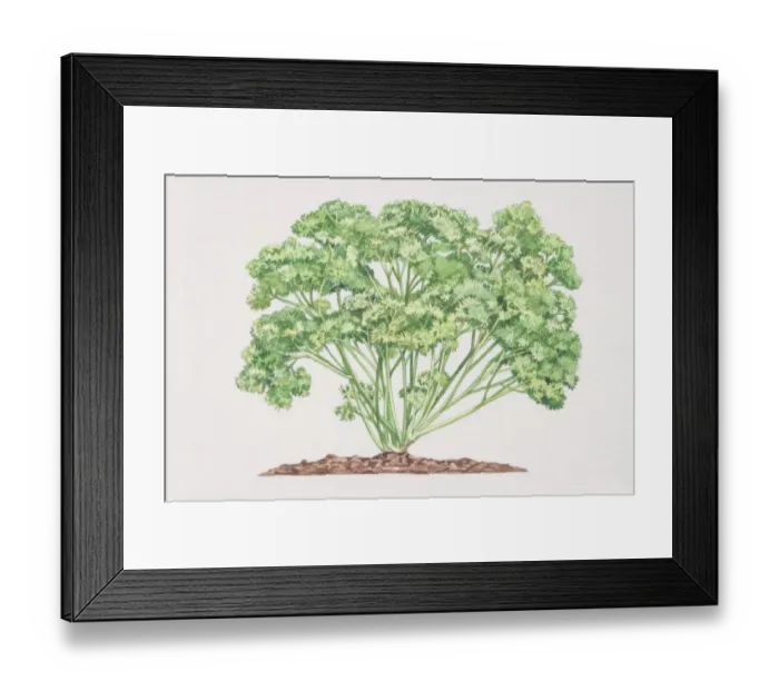 Framed Print : Petroselinum crispum, Curled Parsley plant growing in soil Framed Print : Petroselinum crispum, Curled Parsley plant growing in soil
