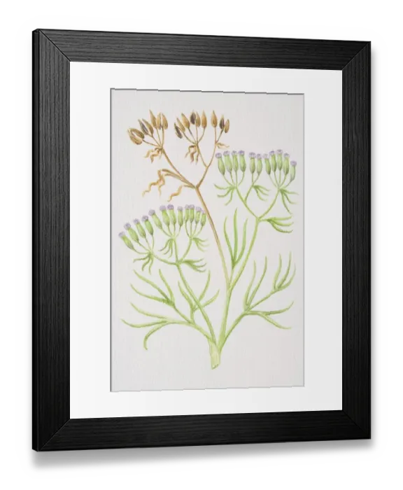 Framed Print : Cuminum cyminum, Cumin, sprig of plant with purple buds