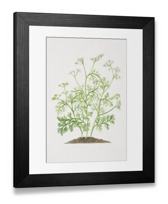 Framed Print : Coriandrum sativum, Coriander plant growing in soil Framed Print : Coriandrum sativum, Coriander plant growing in soil