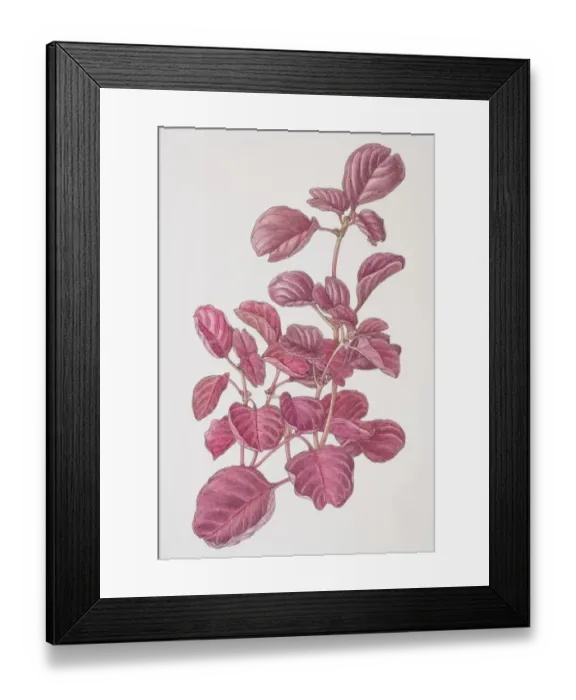 Framed Print : Iresine herbstii, Beefsteak Plant or Bloodleaf, front view Framed Print : Iresine herbstii, Beefsteak Plant or Bloodleaf, front view