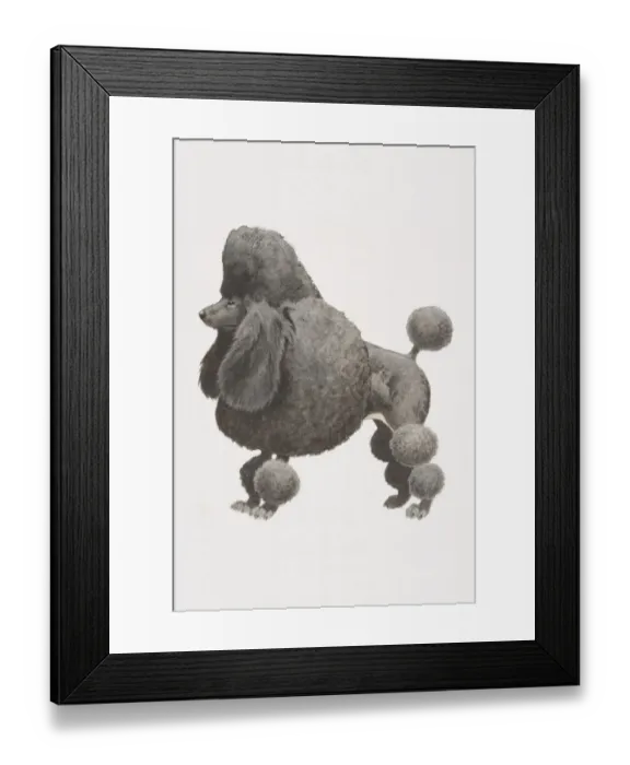 Framed Print : Black Poodle (canis familiaris), partially shaved coat with pompoms, side view Framed Print : Black Poodle (canis familiaris), partially shaved coat with pompoms, side view