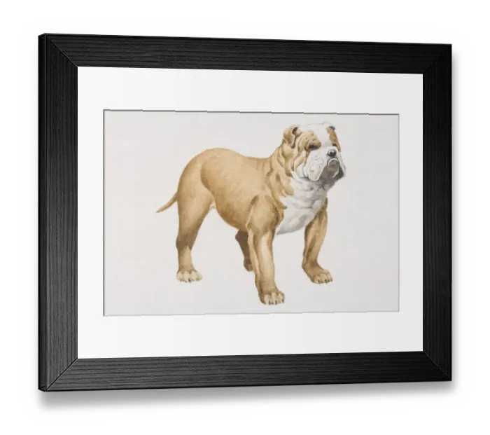 Framed Print : English Bulldog (canis familiaris), side view Framed Print : English Bulldog (canis familiaris), side view