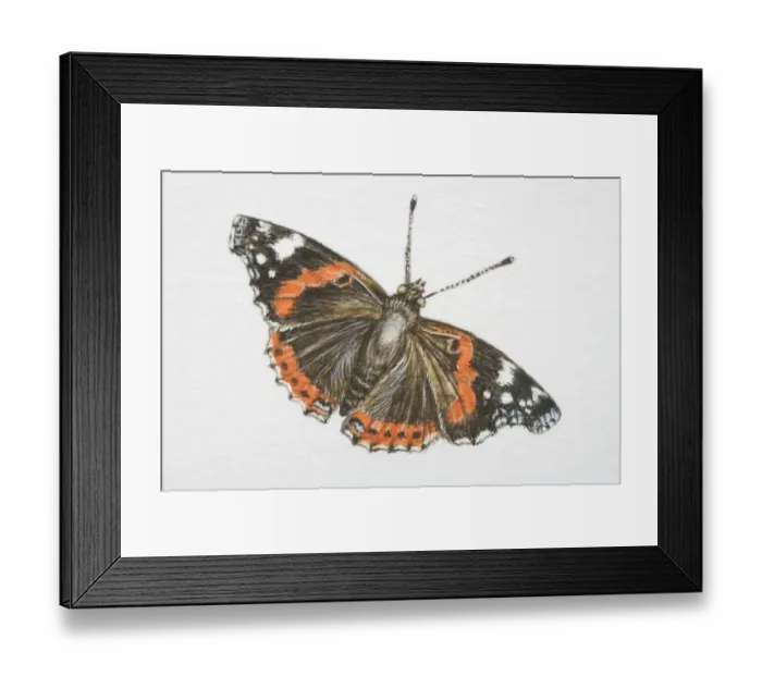 Framed Print : Red Admiral butterfly (vanessa atalanta) Framed Print : Red Admiral butterfly (vanessa atalanta)