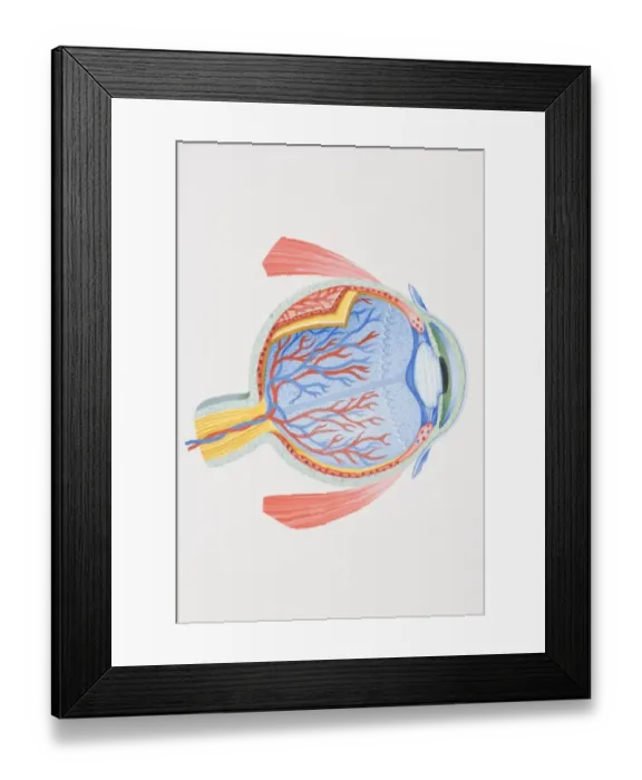 Framed Print : Cross-section diagram of human eye Framed Print : Cross-section diagram of human eye