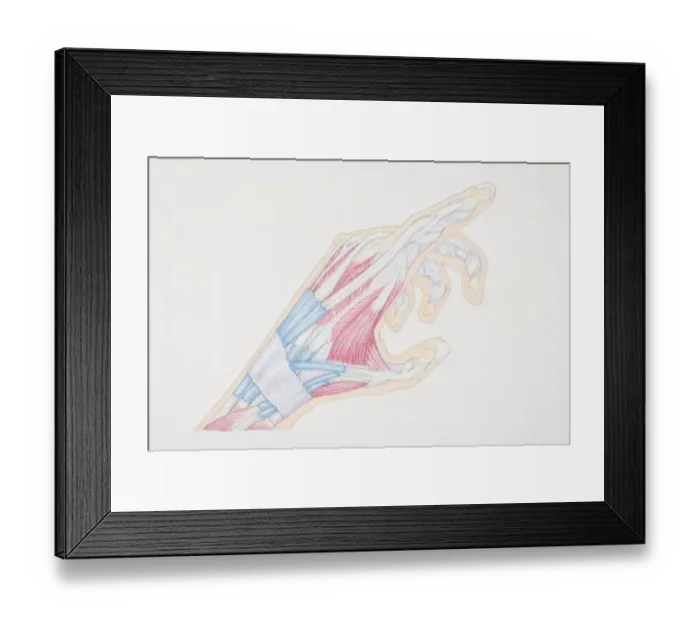 Framed Print : Cross-section diagram of pointing hand Framed Print : Cross-section diagram of pointing hand