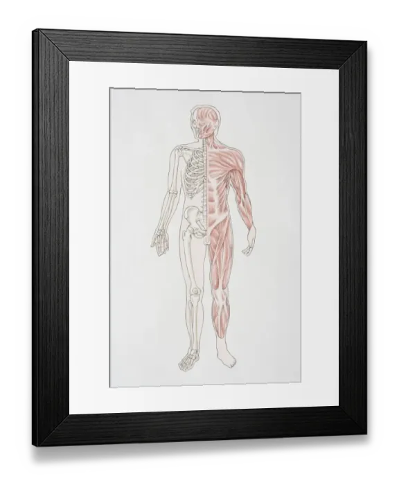 Framed Print : Diagram illustrating the human musculo-skeletal system