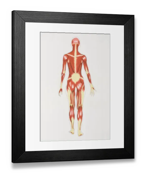 Framed Print : Diagram illustrating muscular structure of female body, rear view Framed Print : Diagram illustrating muscular structure of female body, rear view