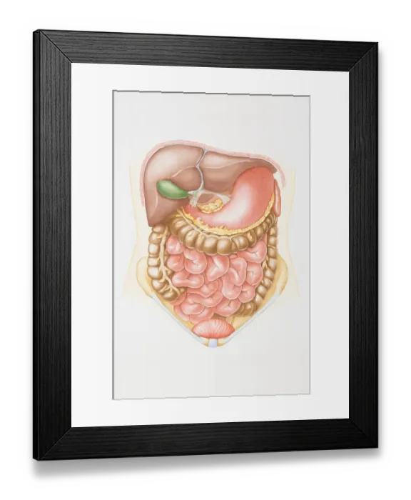 Framed Print : Illustration of abdominal cavity including liver, pancreas, stomach, small intestine, colon and bladder Framed Print : Illustration of abdominal cavity including liver, pancreas, stomach, small intestine, colon and bladder