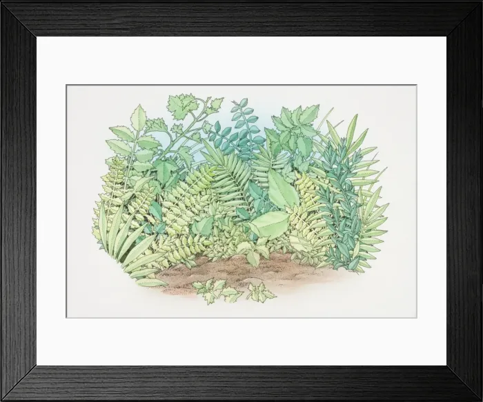 Framed Print : Foliage of assorted green plants growing in garden