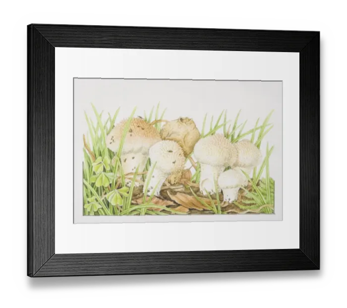 Framed Print : Lycoperdon perlatum, Common Puffball mushrooms fruiting among grasses Framed Print : Lycoperdon perlatum, Common Puffball mushrooms fruiting among grasses